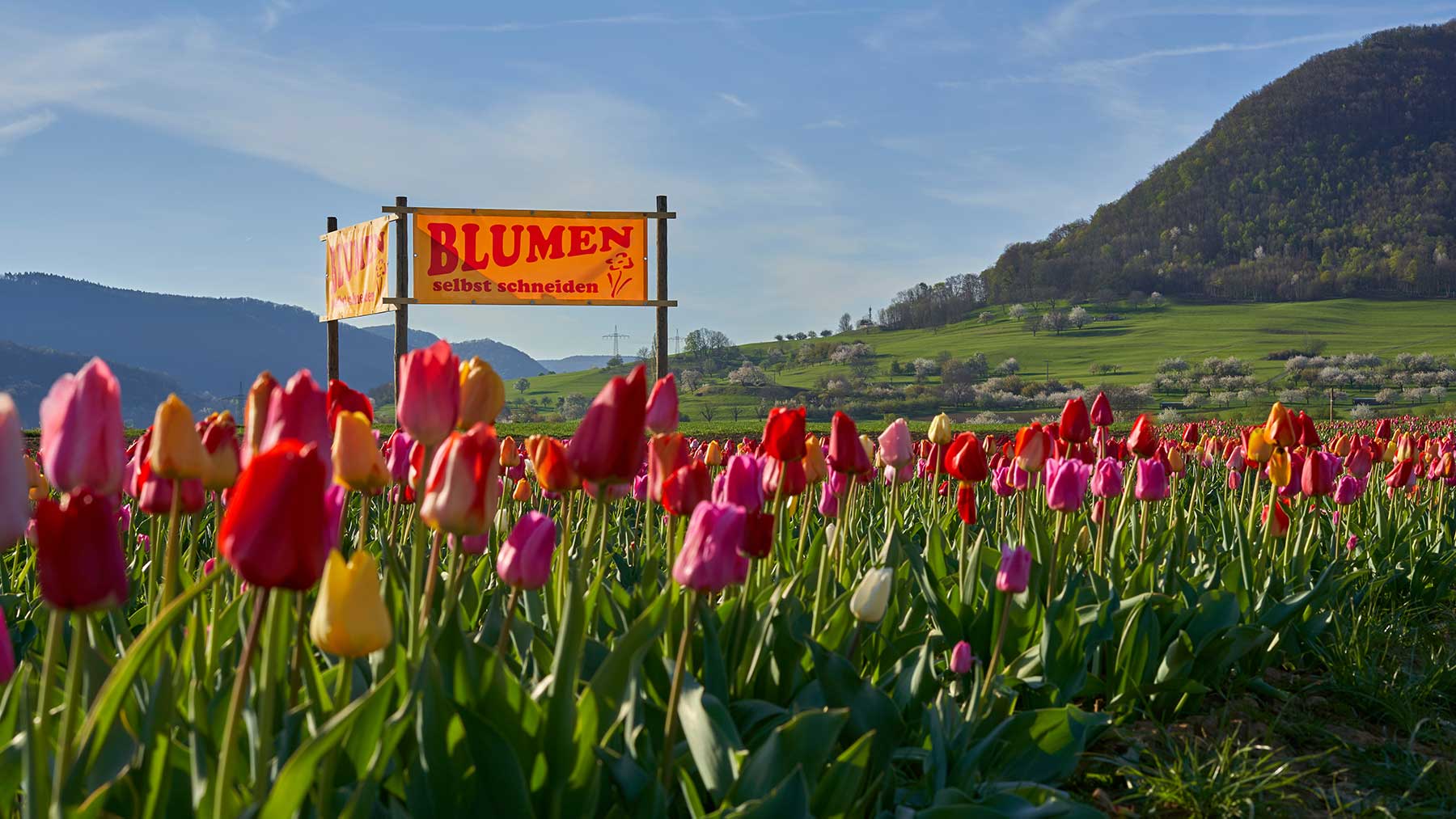 Kein chinesisches Social-Credit für die Schweiz!