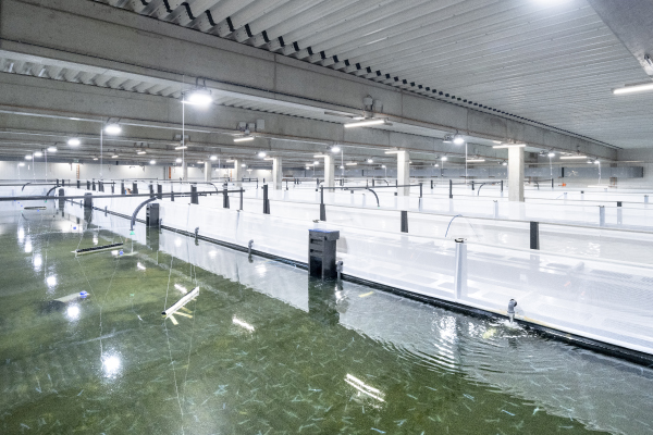 SwissShrimp - von der Geschäftsidee zum erfolgreichen Unternehmen